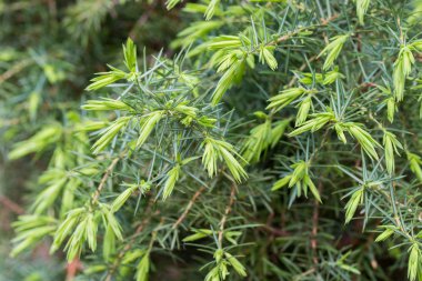 ardıç çalı dalları closeup