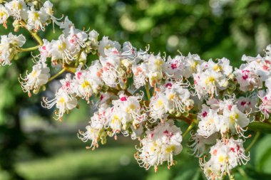 dal üzerinde at kestanesi bahar beyaz çiçekler