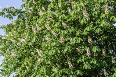 bahar beyaz çiçekleri ile at kestanesi ağacı 