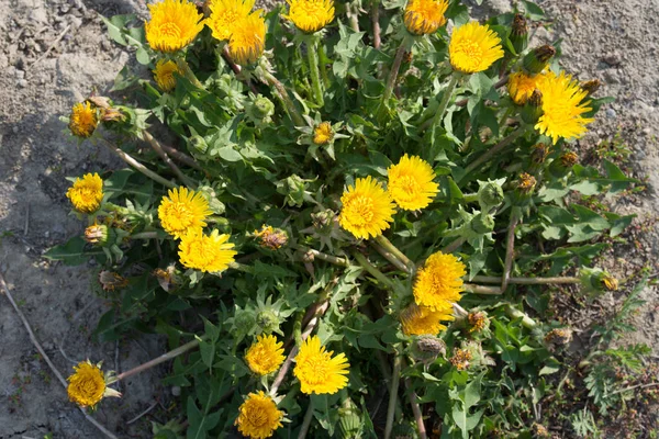 Maskros gula blommor makro — Stockfoto