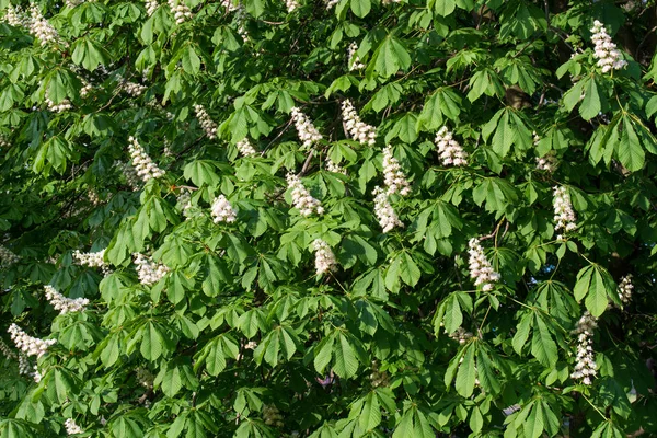 Αγριοκαστανιά με λευκά άνθη της άνοιξης — Φωτογραφία Αρχείου