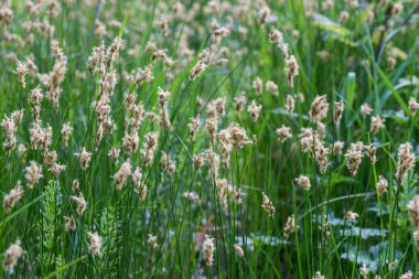sulak makro çiçekli çim 