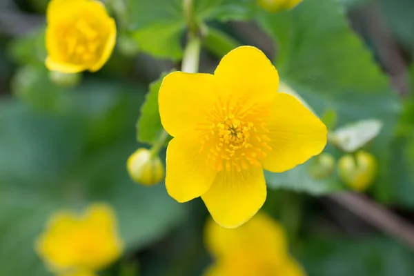 Knieć palustris, Bagno-nagietka, kingcup żółte kwiaty — Zdjęcie stockowe