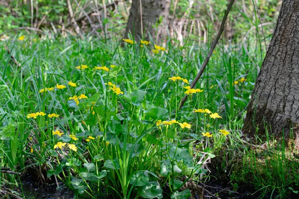 Caltha palustris, pântano-calêndula, kingcup flores amarelas — Fotografia de Stock