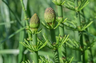 equisetum fluviatile, su at kuyruğu, bataklık at kuyruğu makro