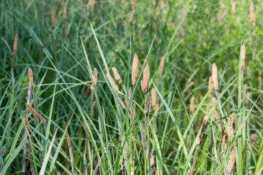 carex flowering grass macro clipart