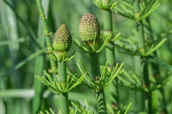 Equisetum fluviatile, cola de caballo de agua, cola de caballo de pantano macro — Foto de Stock