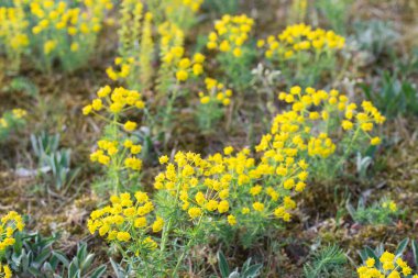 Euphorbia cyparissias, selvi spurge çiçekler