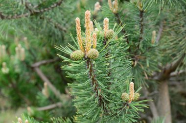 pinus mugo, çam genç konileri ve ağaç dalları üzerinde sürgünler 