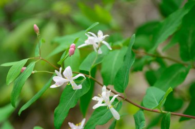 dal üzerinde hanımeli beyaz çiçekler
