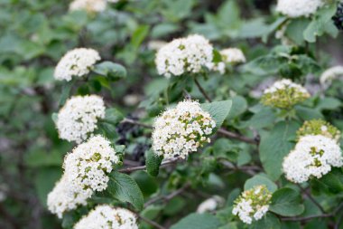 cornus sanguinea, ortak kızılcık, kanlı kızılcık beyaz çiçekler 