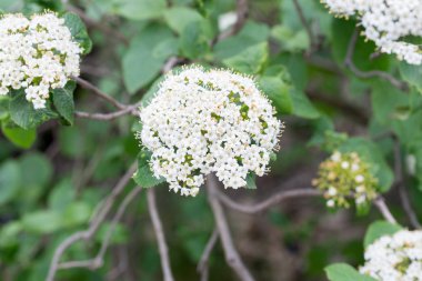 cornus sanguinea, ortak kızılcık, kanlı kızılcık beyaz çiçekler 