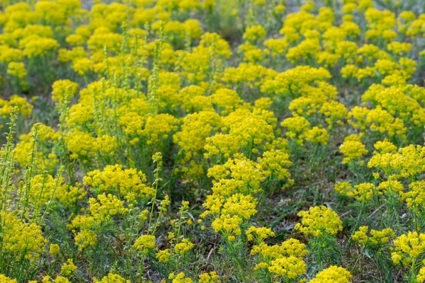 Euphorbia cyparissias, fiori di spurgo di cipresso — Foto Stock