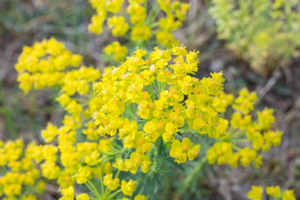 Euphorbia cyparissias, fiori di spurgo di cipresso — Foto Stock