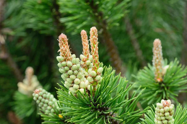 Pinus mugo, fenyőférfi virágok — Stock Fotó