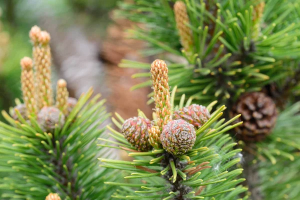 Pinus mugo, pinheiro jovens cones e brotos em galhos de árvores — Fotografia de Stock