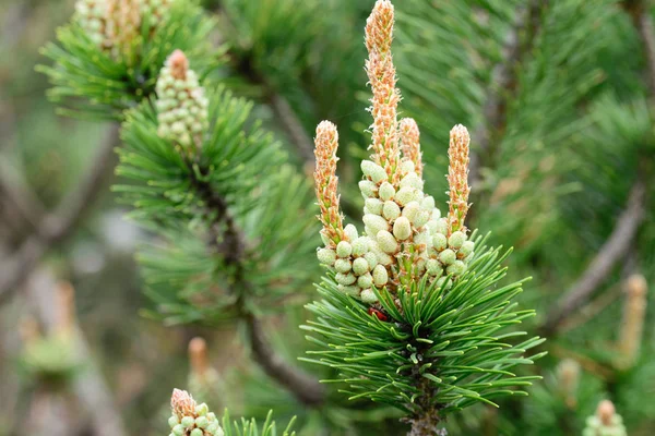 Pinus mugo, sosna męski kwiaty — Zdjęcie stockowe
