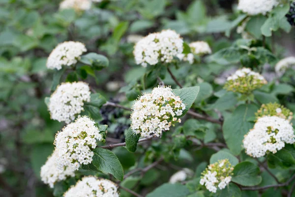 Cornus sanguinea, gewone kornoelje, bloedige kornoelje witte bloemen — Stockfoto