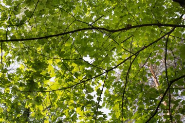  dal üzerinde akçaağaç ağacı bahar yaprakları