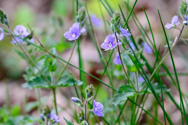 Veronica chamaedrys, germander speedwell pequenas flores azuis — Fotografia de Stock