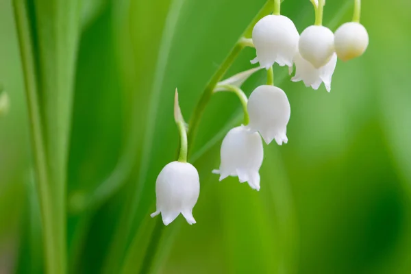 Lilia z doliny, Convallaria majalis białe kwiaty iMacro — Zdjęcie stockowe