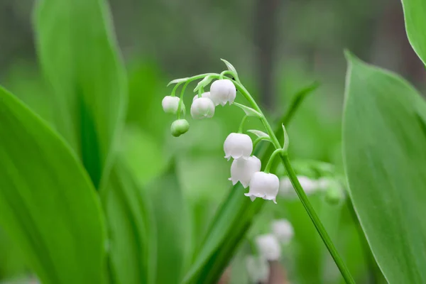 Lirio del valle, Convallaria majalis flores blancas imacro — Foto de Stock
