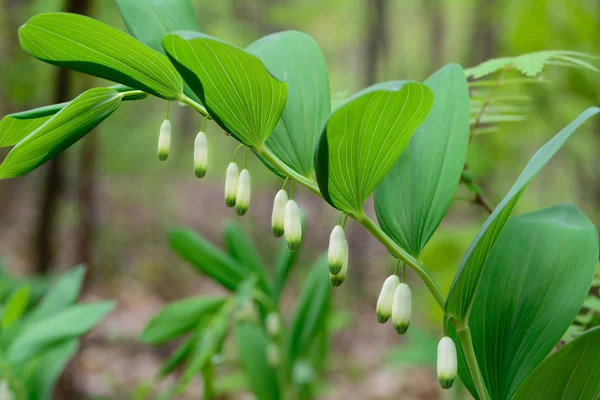 Salomonszegel witte bloemen macro — Stockfoto