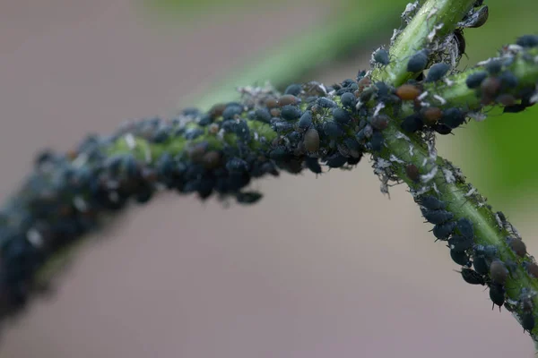 Afidi insetti linfa-succhia su ramoscello — Foto Stock