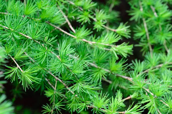 Модрина, ларікс свіже зелене листя макро — стокове фото