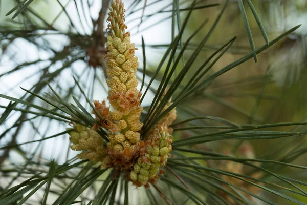 Blommande tall gren, manliga blommor makro — Stockfoto