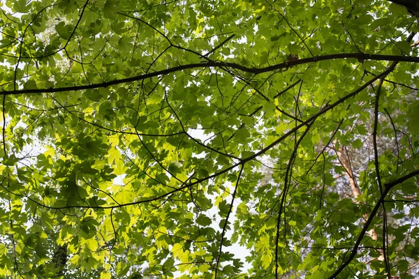 Árbol de arce hojas de primavera en ramita — Foto de Stock