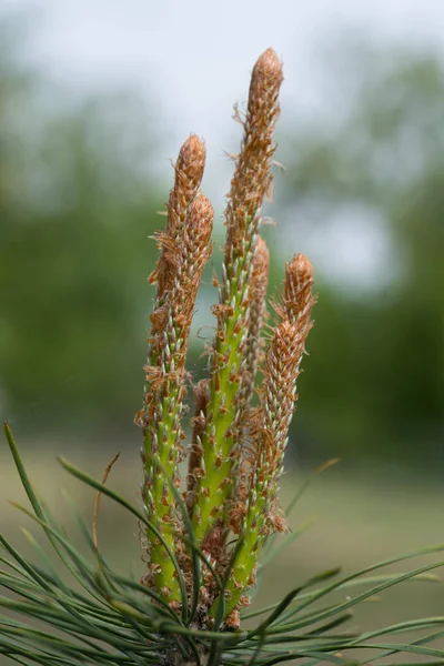 Brotes de pino de primavera — Foto de Stock