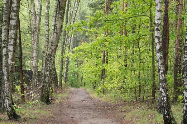 Sentier pédestre dans la forêt de bouleaux de printemps — Photo