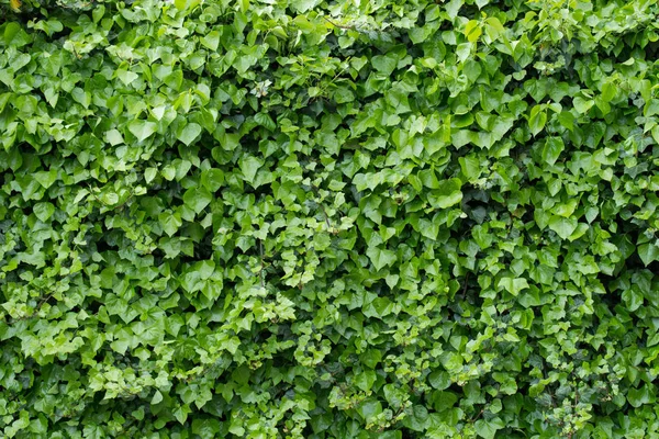 Ivy leaves with water drops background — Stock Photo, Image