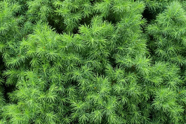 Spring Juniper Twigs Macro — Stock Photo, Image