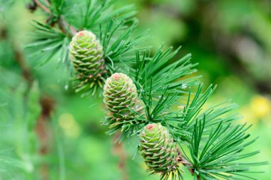 dal üzerinde bahar karaçam konileri
