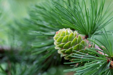 spring larch cones on twig clipart