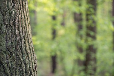 bahar ormanda eski meşe ağacı gövde