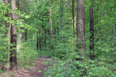 Patika bahar orman içinde
