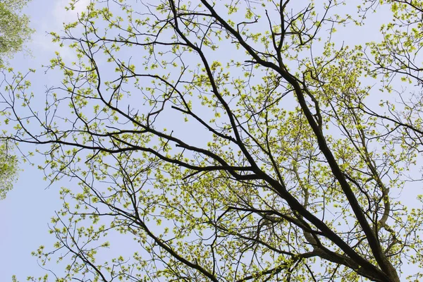 Oak branches with spring leaves on blue sky — Stock Photo, Image