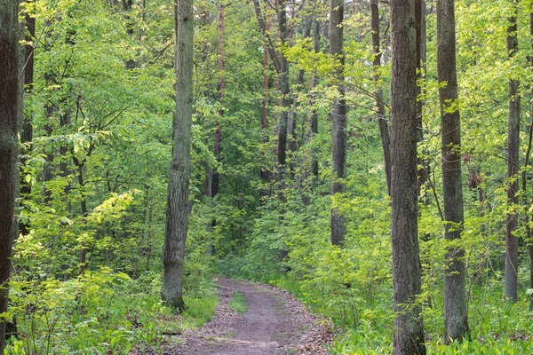 Vandringsled i vår skog — Stockfoto