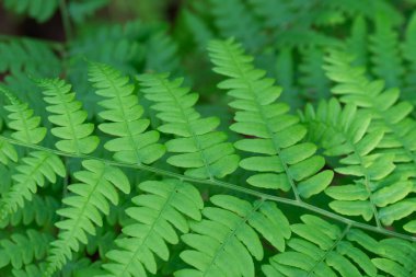 eğrelti otu Pteridium aquilinum bracken, fren yay yeşil yaprakları macr