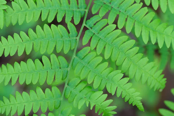 Ormbunke Pteridium Auktor Bracken, broms våren gröna blad MACR — Stockfoto