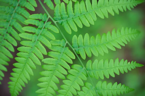 Fern Pteridium varen Bracken, rem veer groene bladeren MACR — Stockfoto