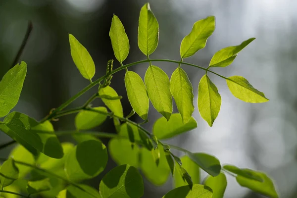 Robinia pseudoacacia, black locust leaves closeup — Stock Photo, Image