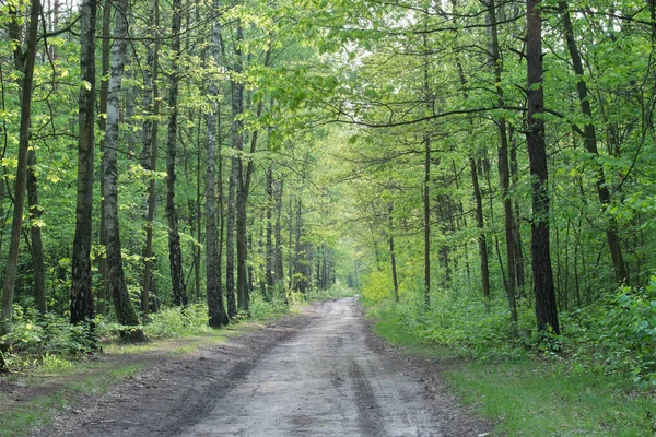 在春季森林乡村道路 — 图库照片
