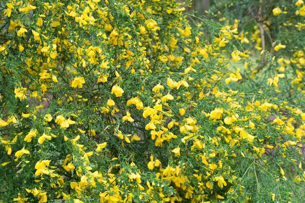 Cytisus, košťata se žlutými květy v twigu — Stock fotografie
