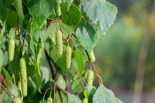 Foglie di betulla e frutta su ramoscello — Foto Stock