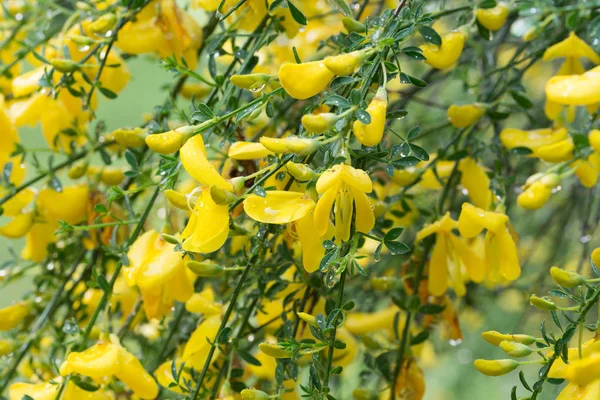 Cytisus, dal üzerinde süpürge sarı çiçekler — Stok fotoğraf