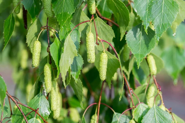 Björklöv och frukter på Twig — Stockfoto